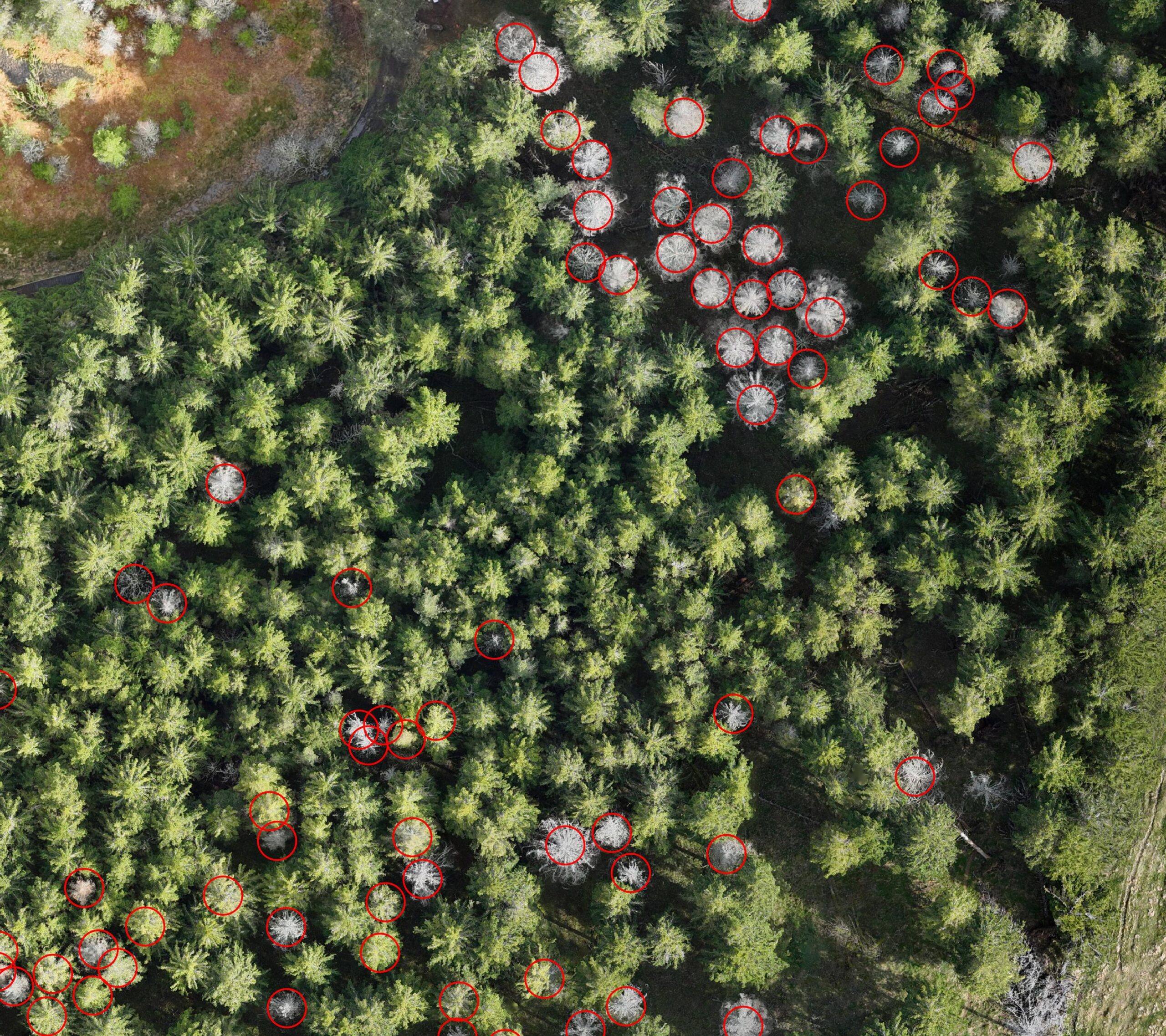 La forêt sous un nouveau regard : drone et intelligence artificielle